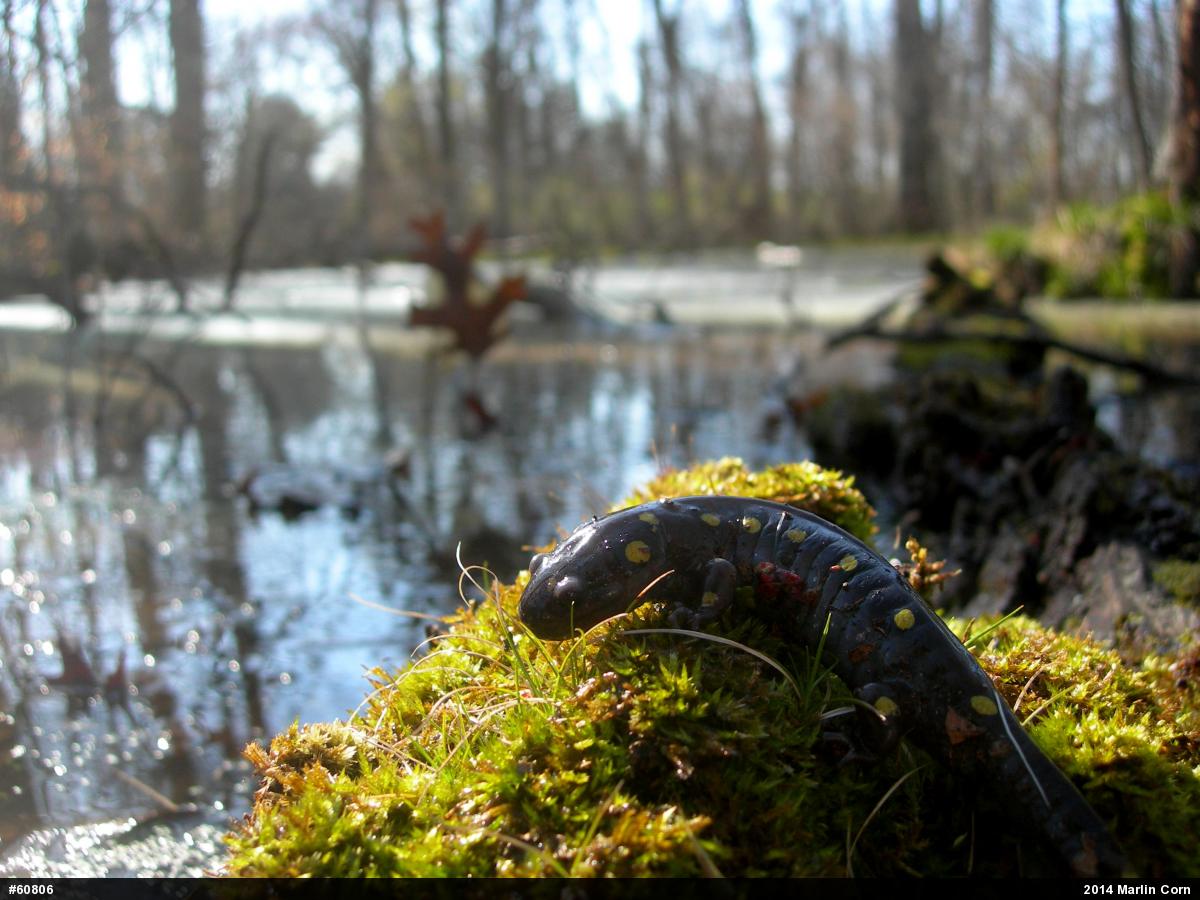 Spotted Salamander