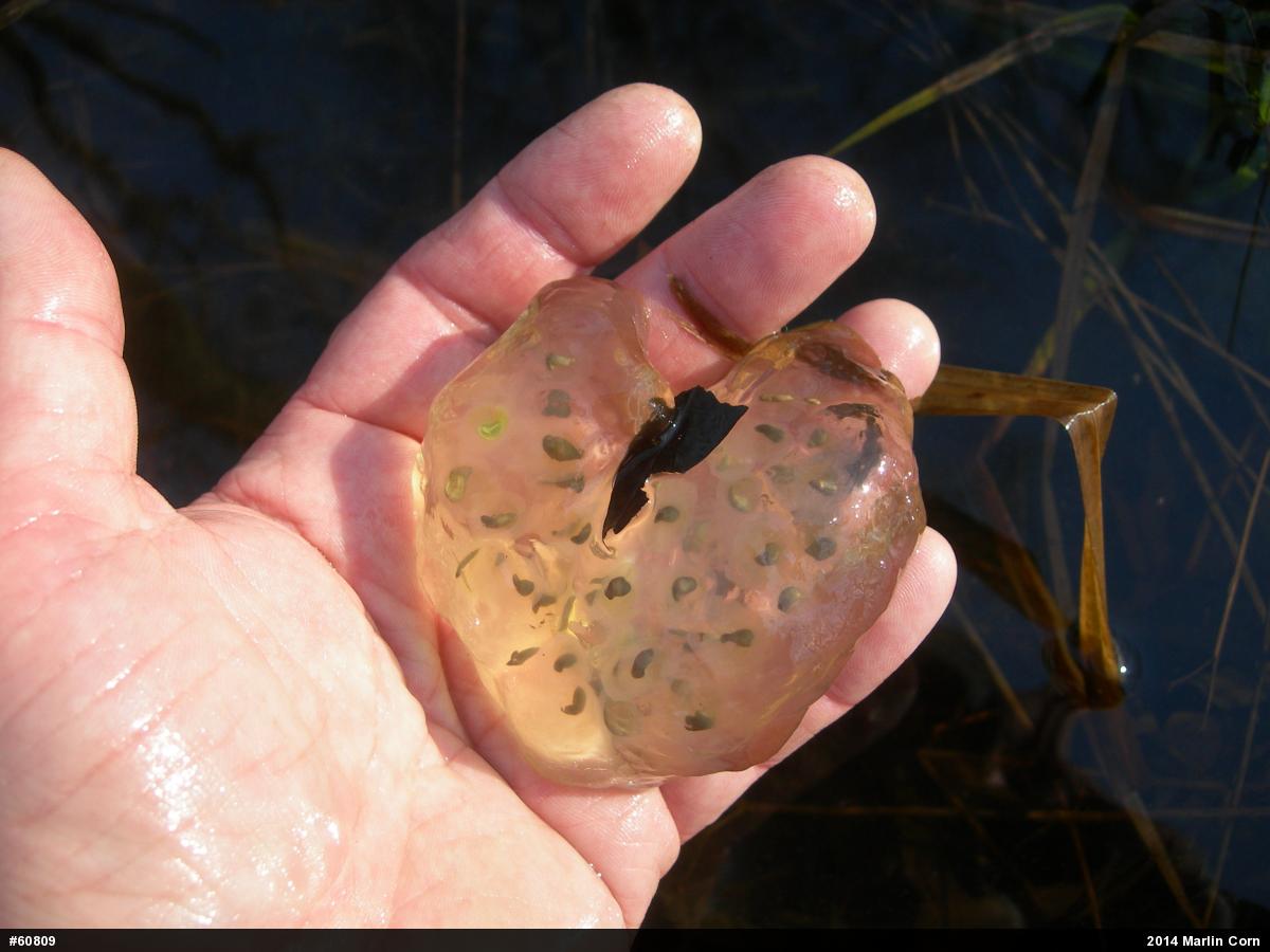 Spotted Salamander