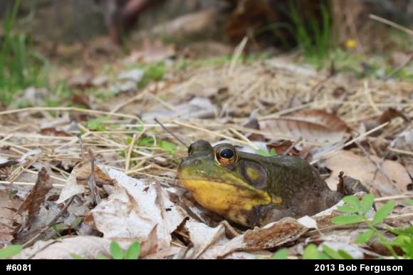Green Frog