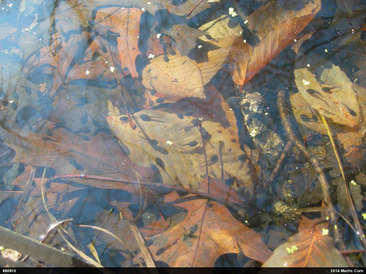 Wood Frog