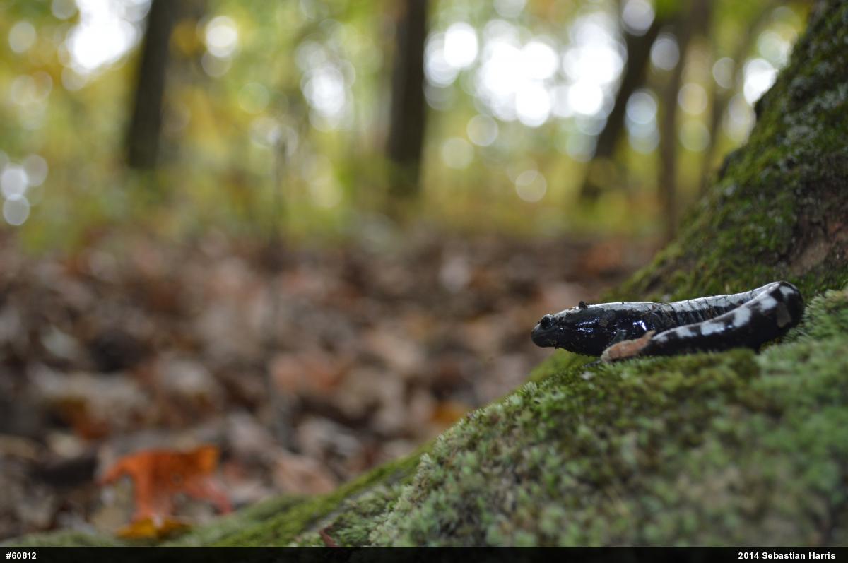 Marbled Salamander