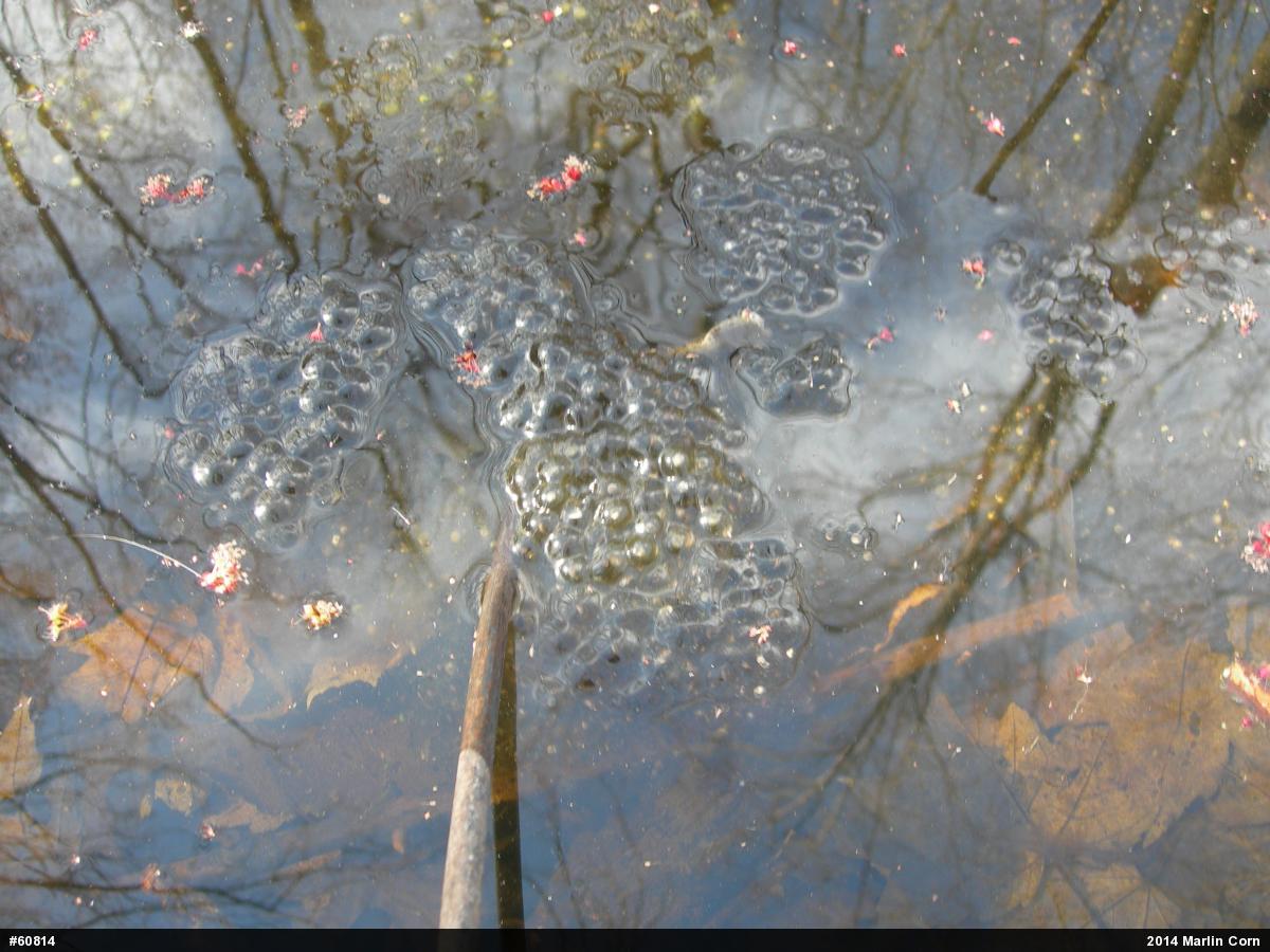 Wood Frog