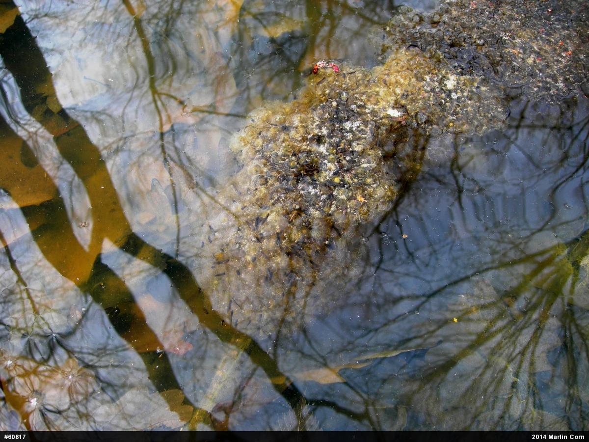 Wood Frog