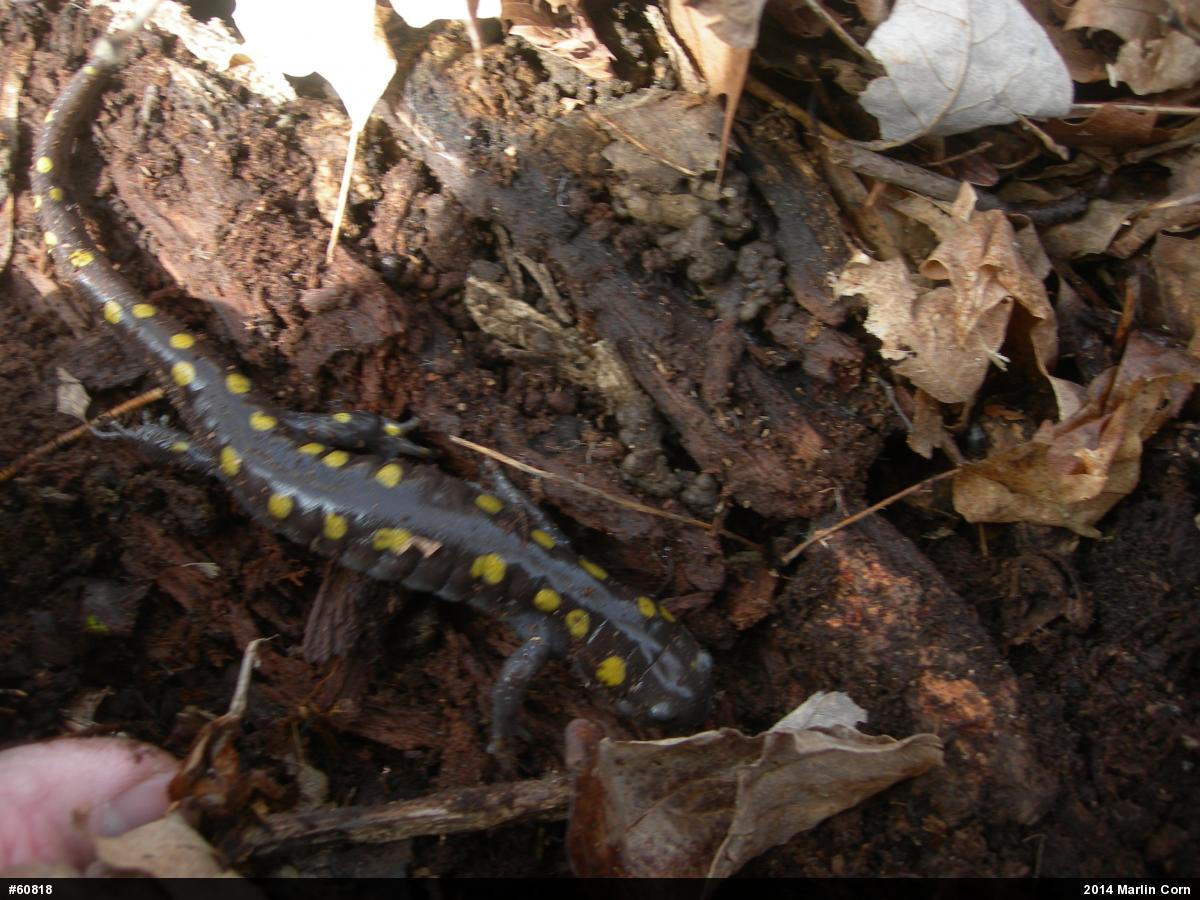 Spotted Salamander