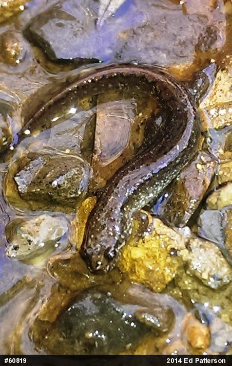 Northern Dusky Salamander