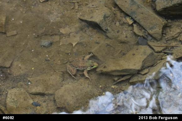Green Frog