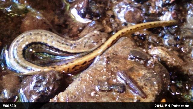 Northern Two-lined Salamander
