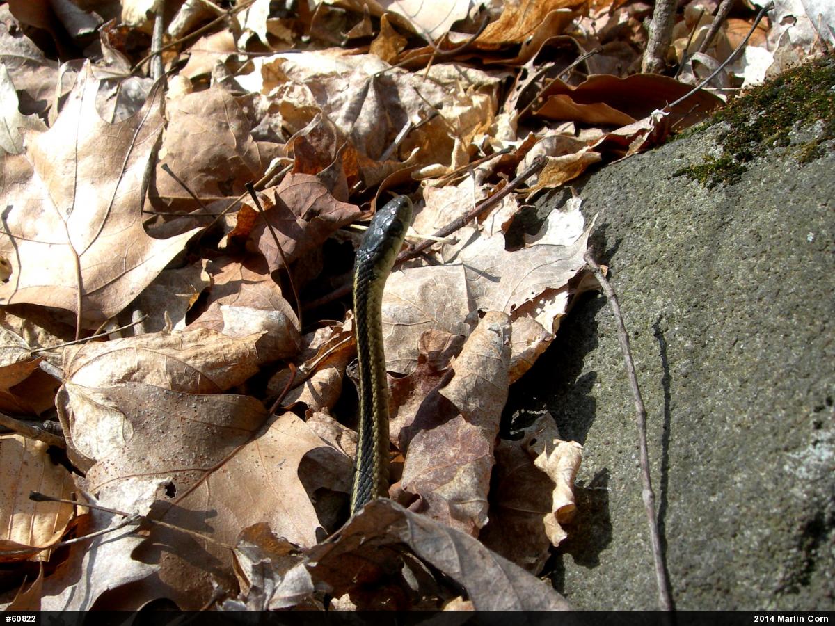 Eastern Gartersnake
