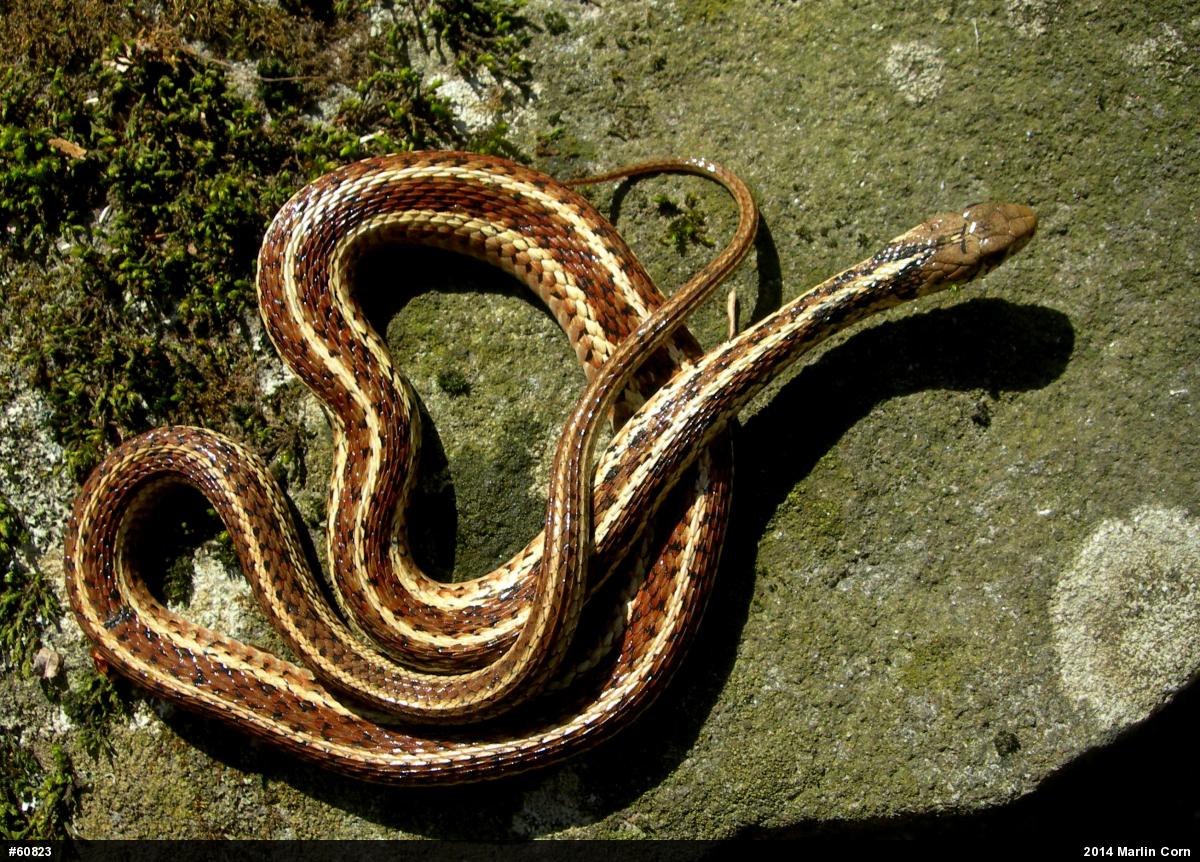 Eastern Gartersnake