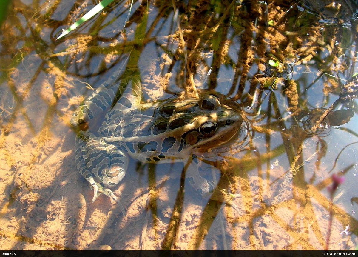 Pickerel Frog