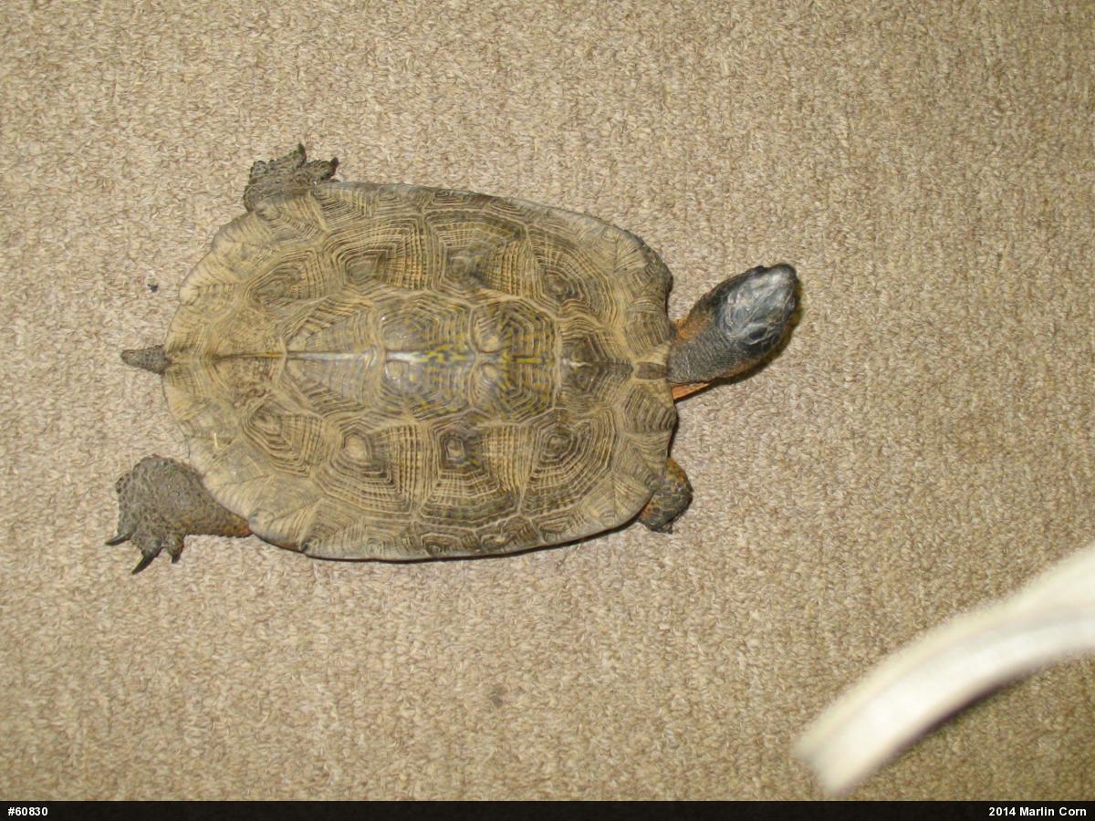 Wood Turtle