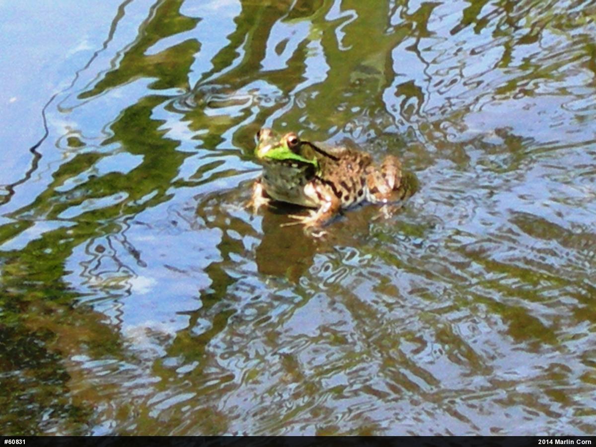 Green Frog