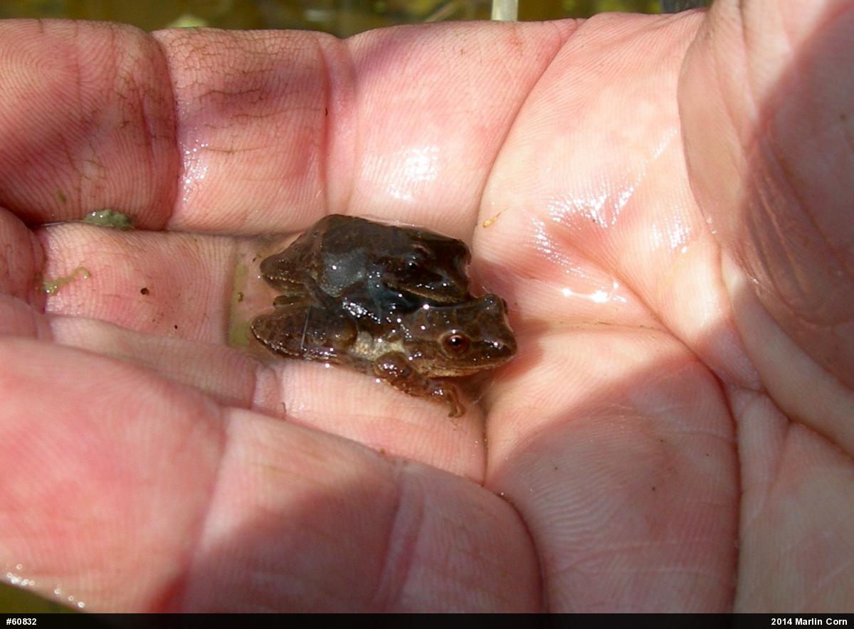 Spring Peeper