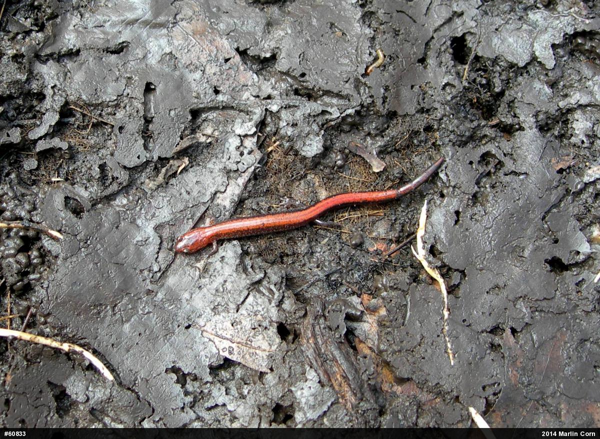 Eastern Red-backed  Salamander
