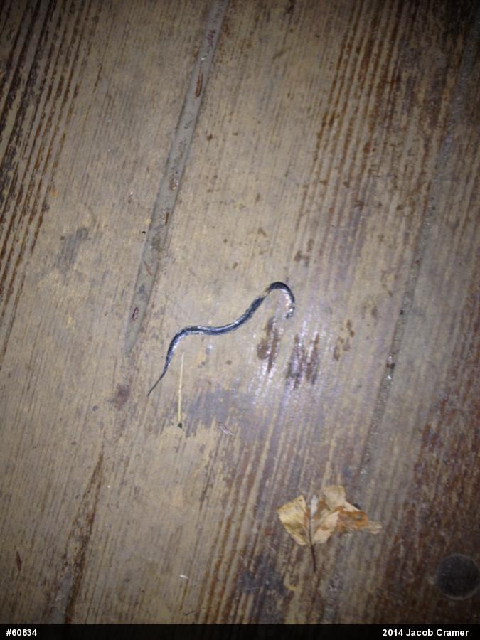 Northern Ring-necked Snake