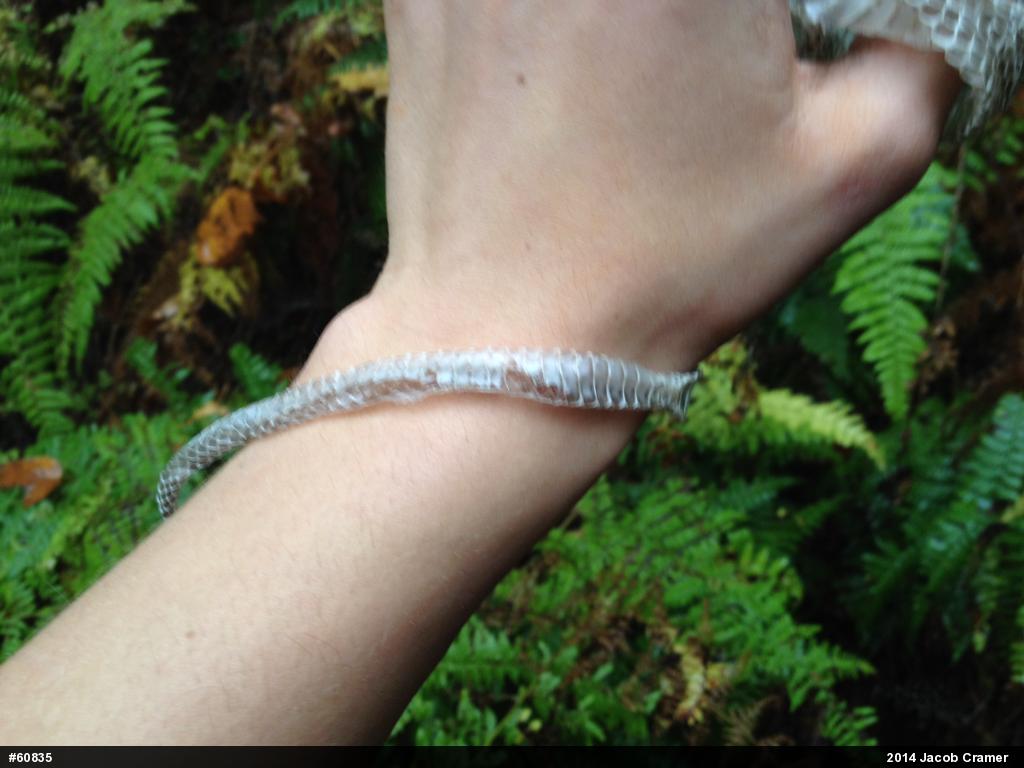 Eastern Ratsnake