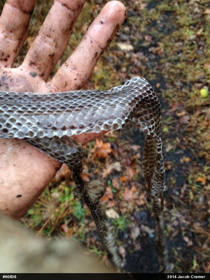 Northern Black Racer