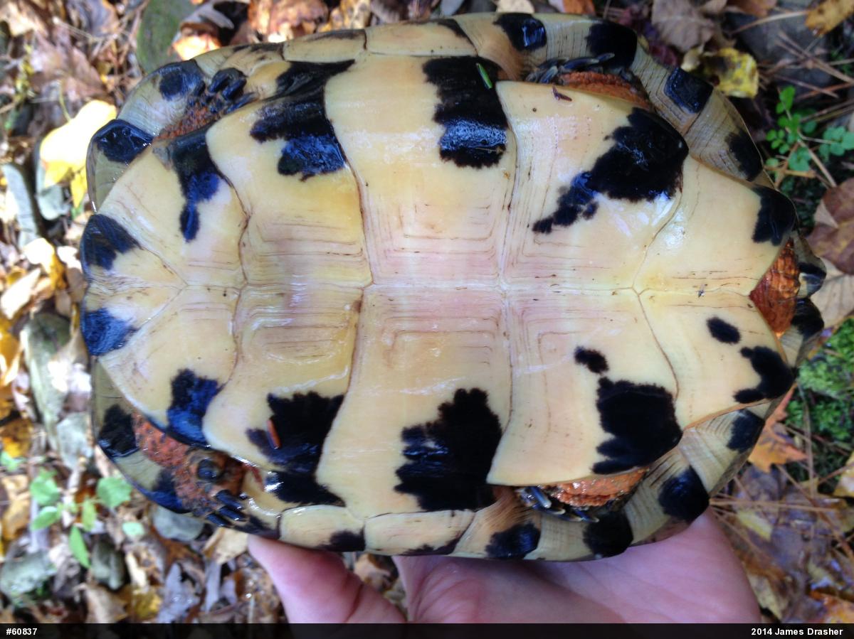 Wood Turtle