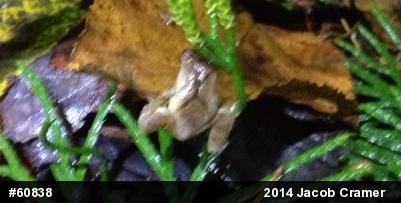 Spring Peeper