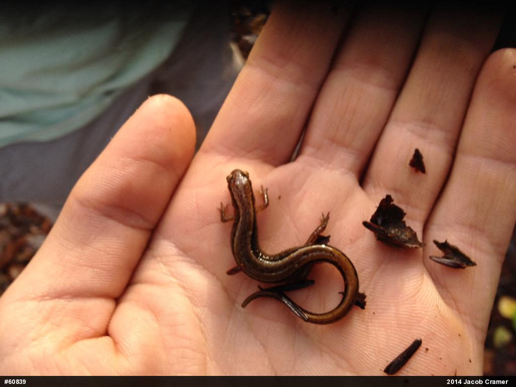 Northern Two-lined Salamander