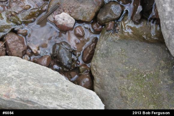 True Frogs