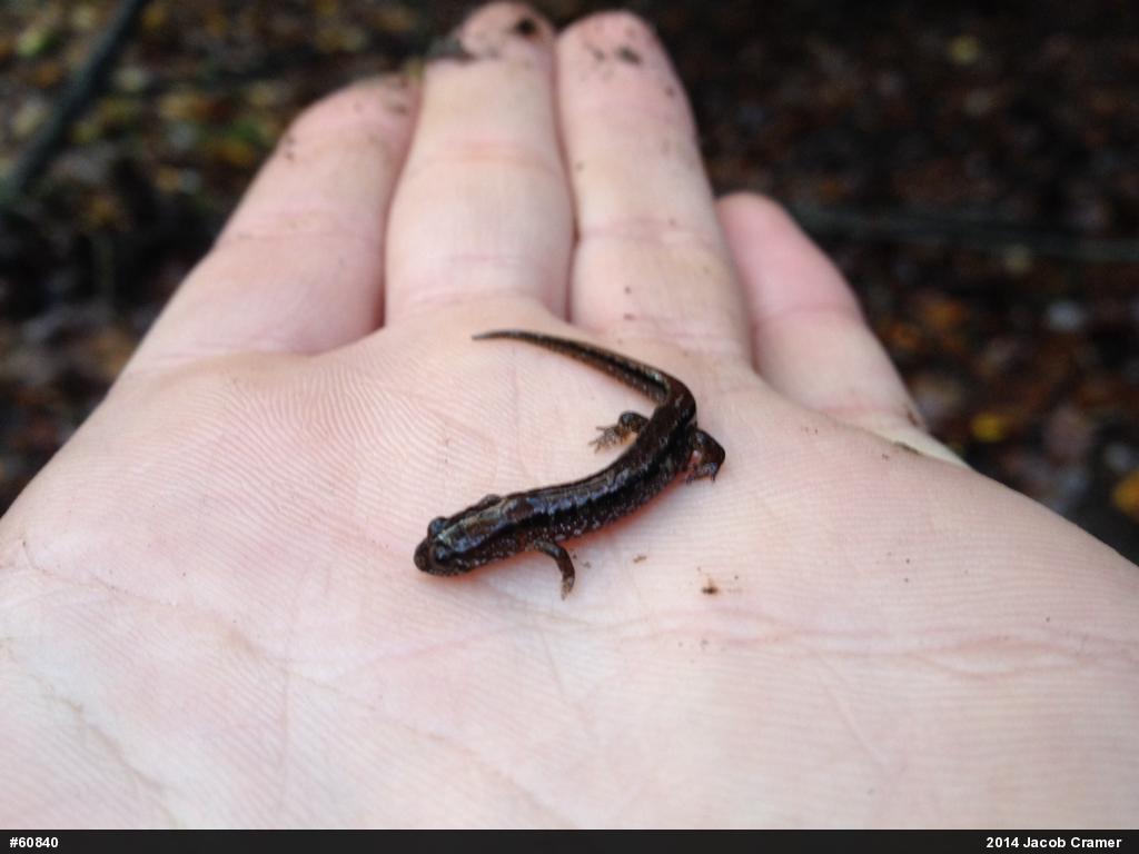 Northern Dusky Salamander