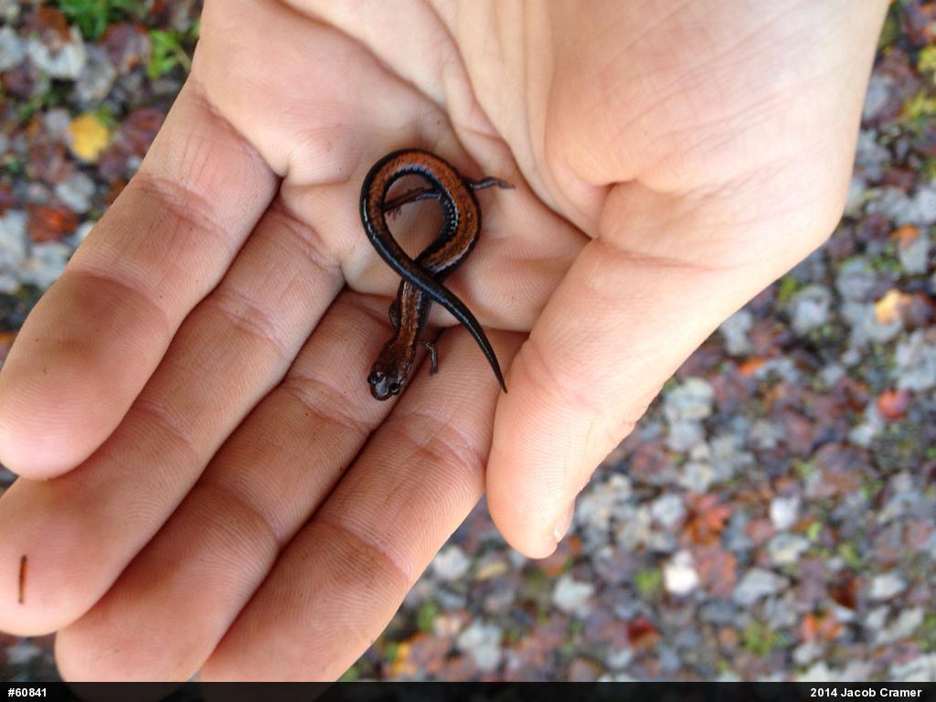 Eastern Red-backed  Salamander