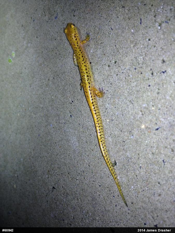 Eastern Long-tailed Salamander