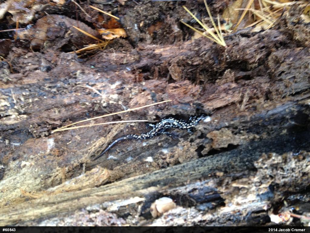 Northern Slimy Salamander
