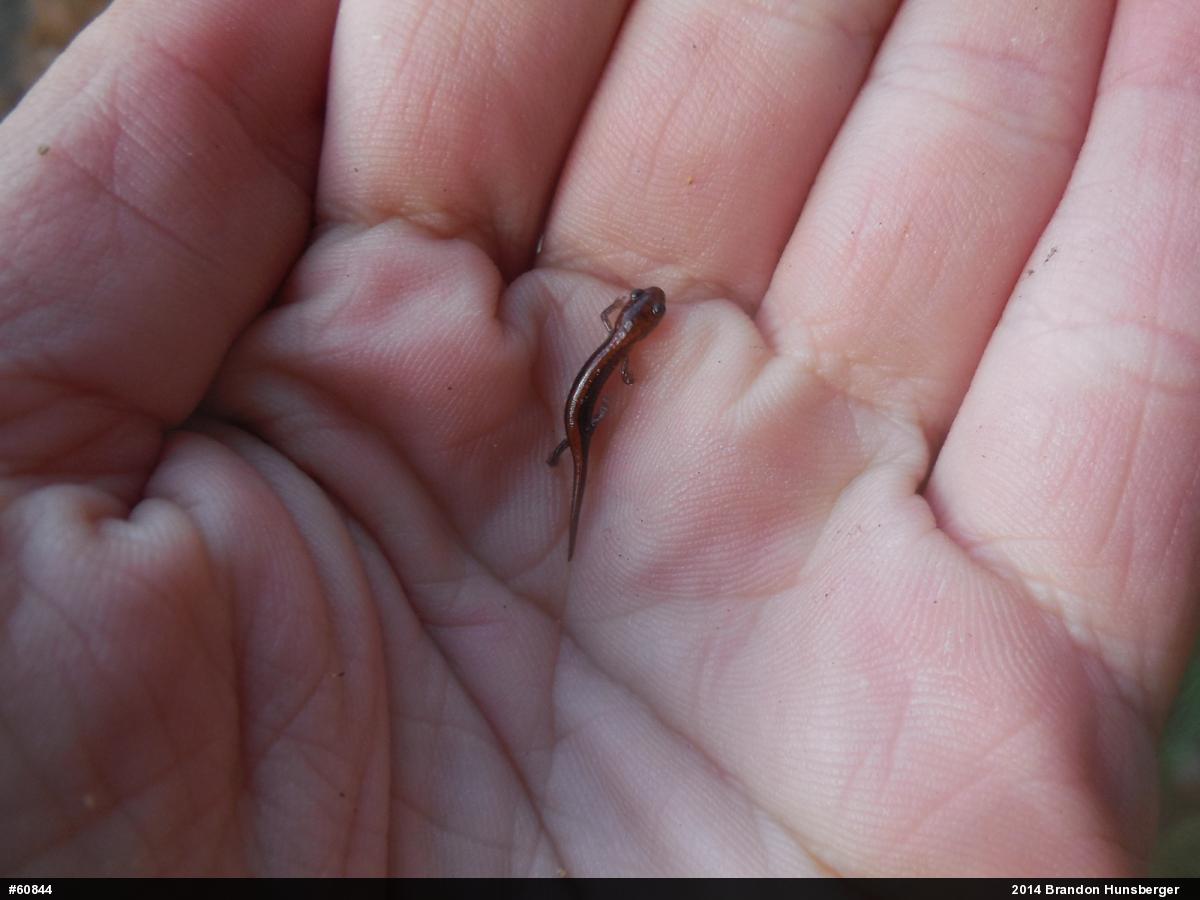 Eastern Red-backed  Salamander