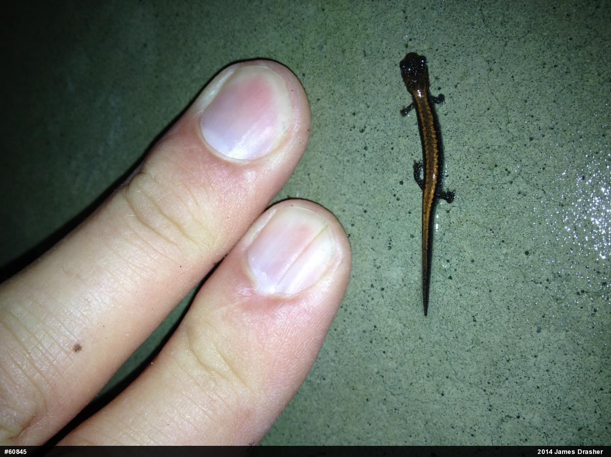 Eastern Red-backed  Salamander