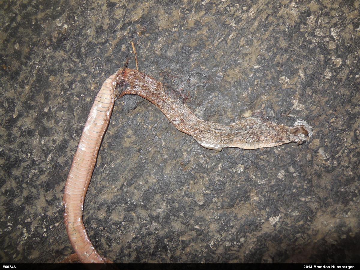 Dekay's Brownsnake