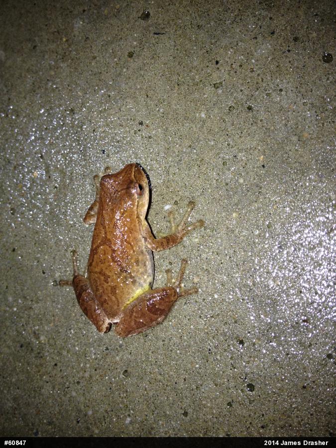 Spring Peeper