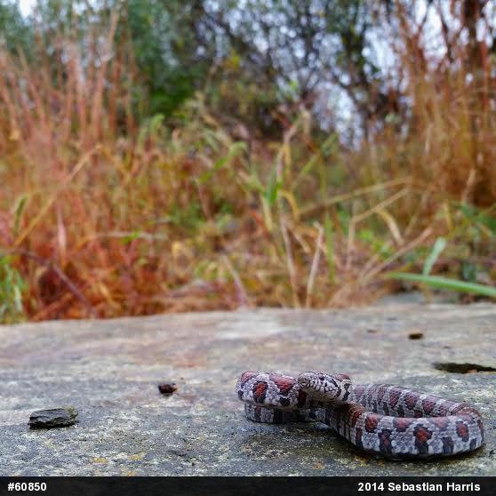 Eastern Milksnake