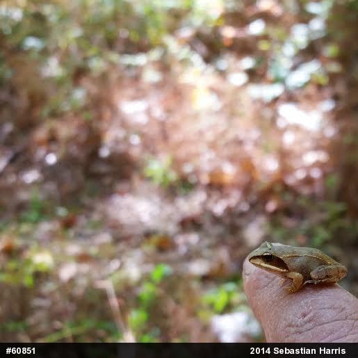 Wood Frog
