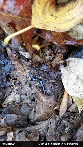 Northern Slimy Salamander