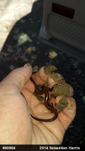 Eastern Red-backed  Salamander