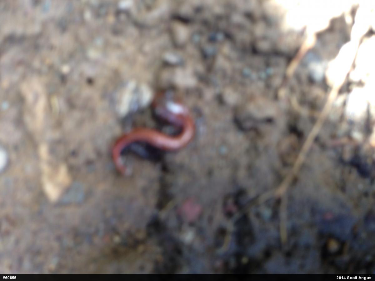 Eastern Red-backed  Salamander