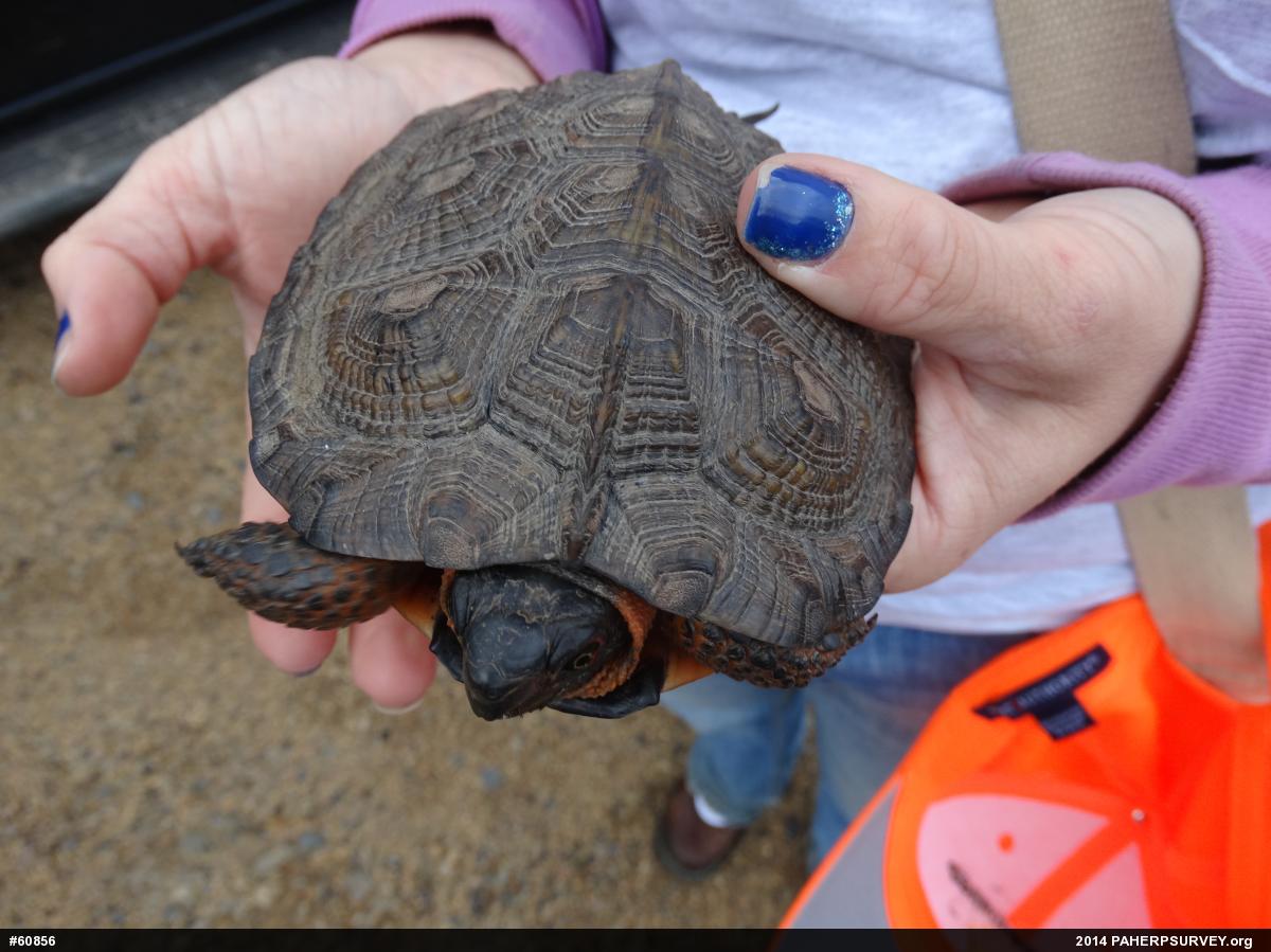 Wood Turtle