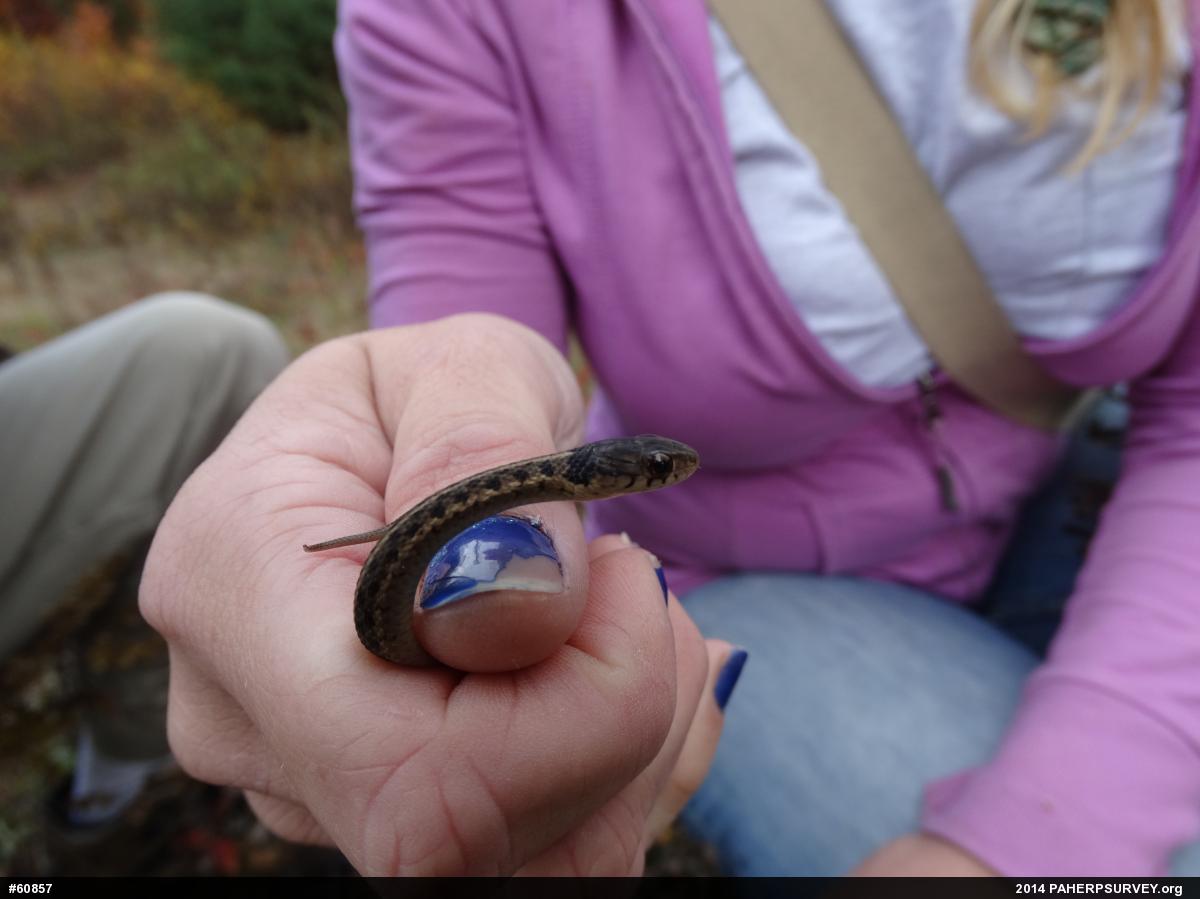 Eastern Gartersnake