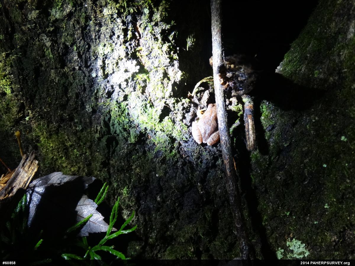 Spring Peeper