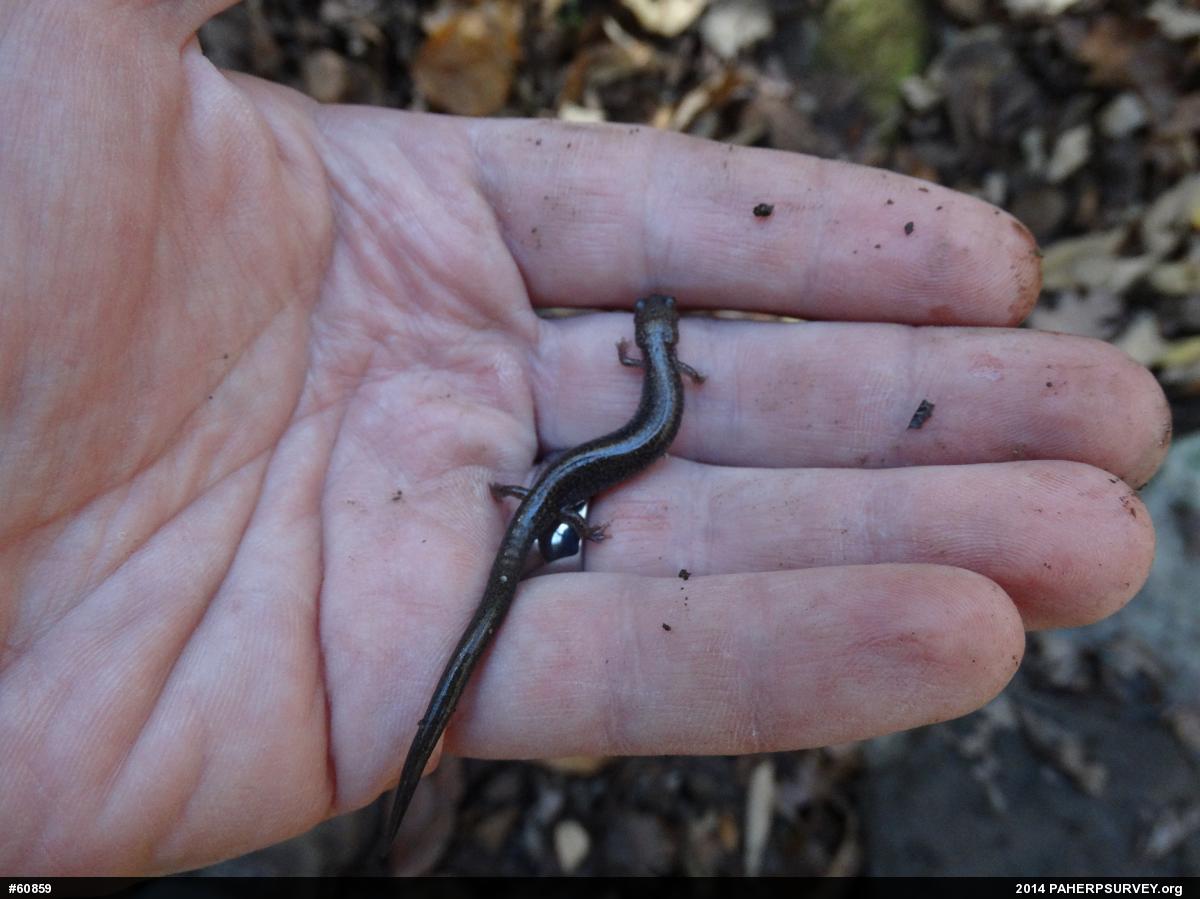 Eastern Red-backed  Salamander