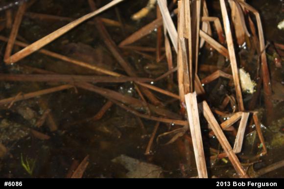 Green Frog