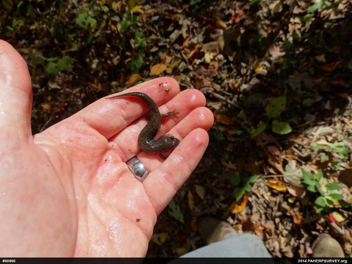 Northern Dusky Salamander