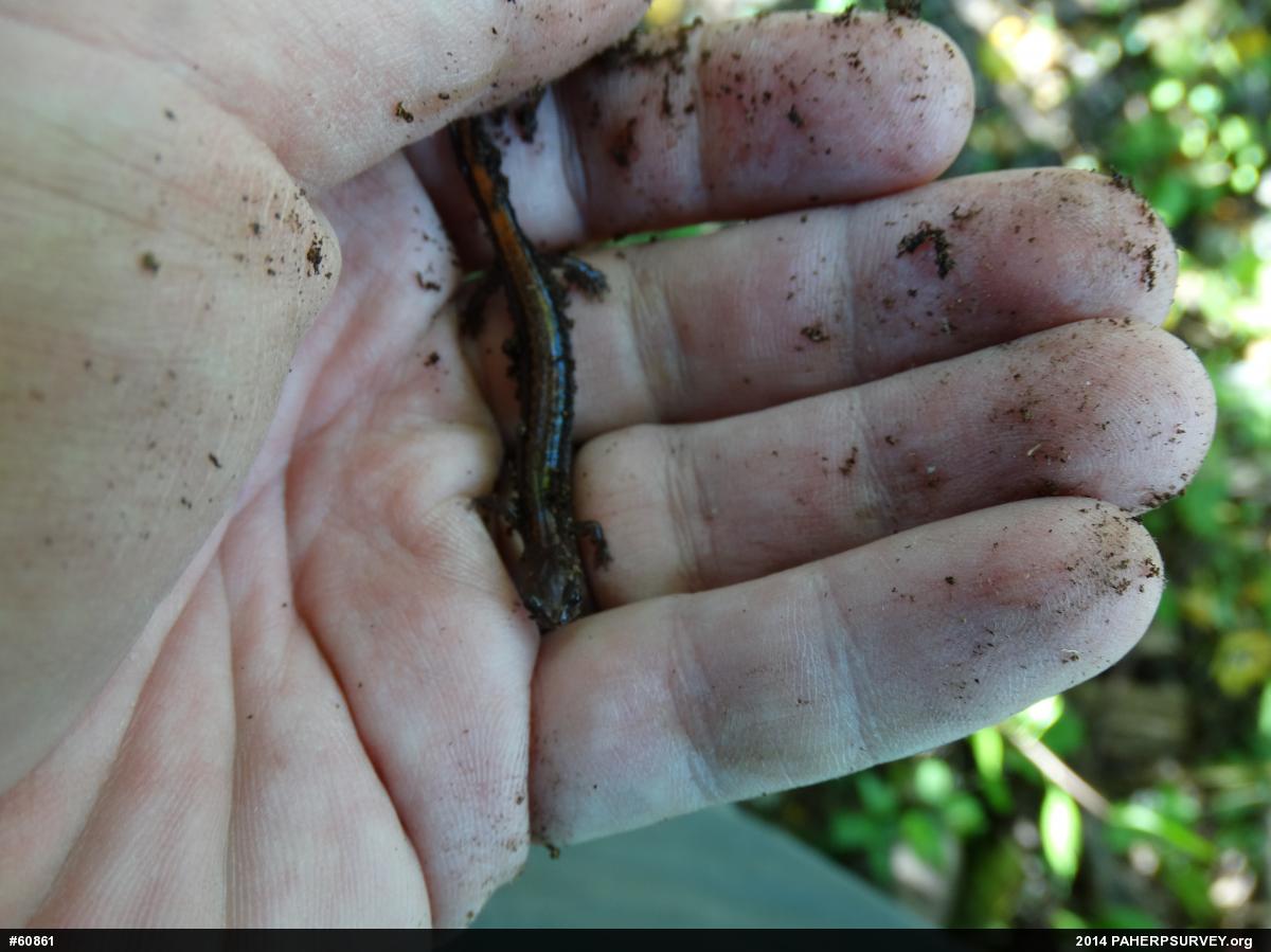 Eastern Red-backed  Salamander