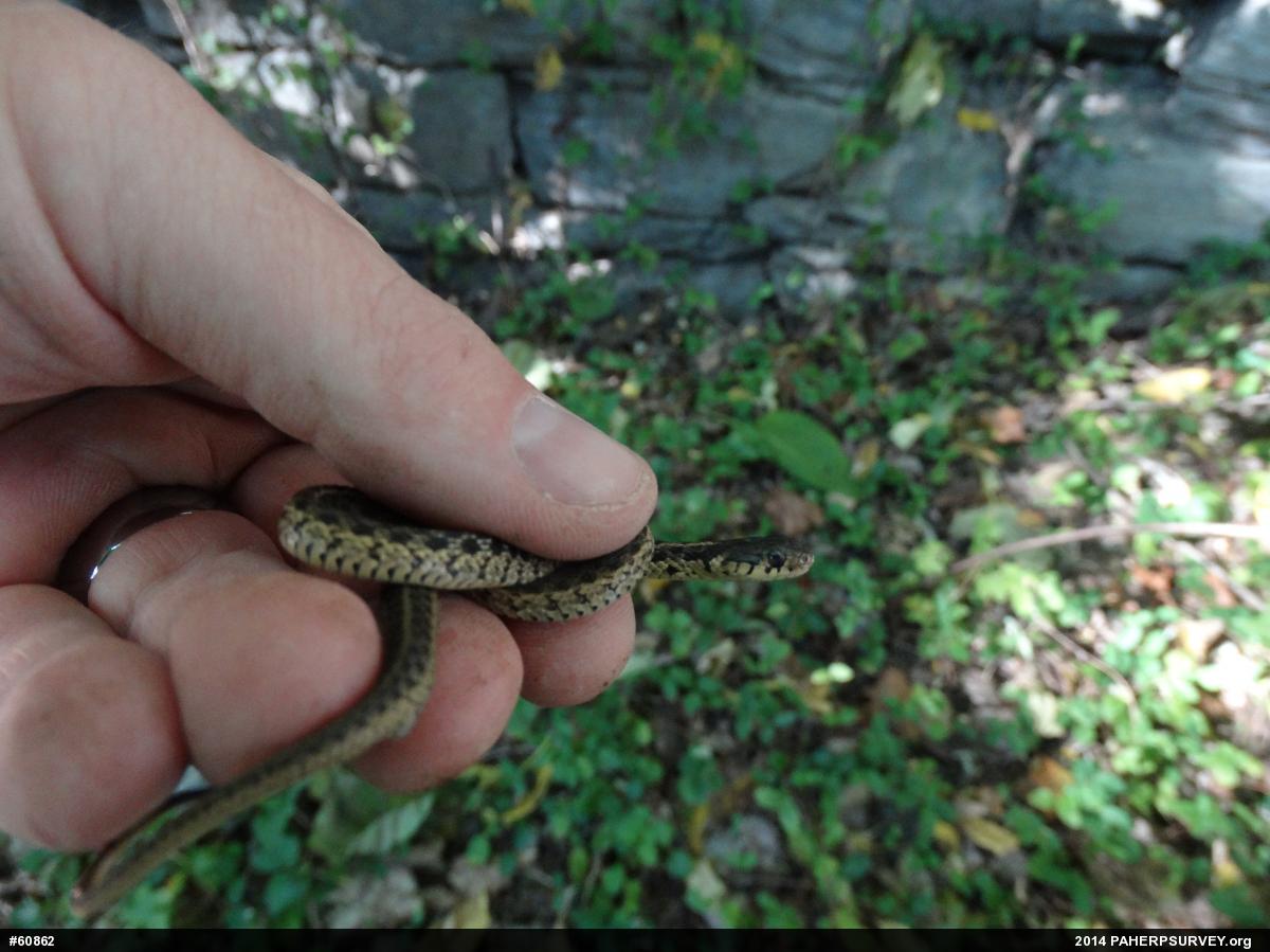 Eastern Gartersnake