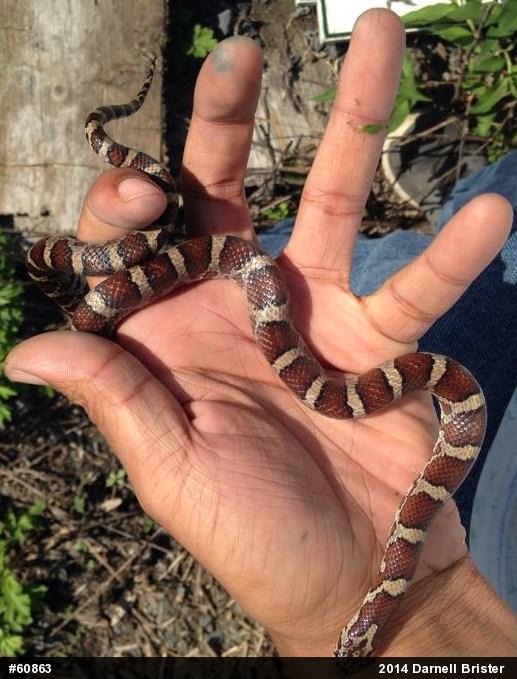 Eastern Milksnake
