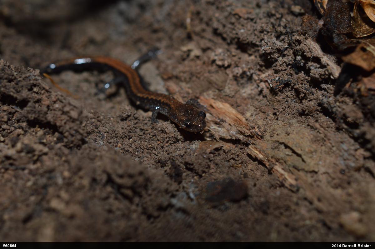 Eastern Red-backed  Salamander
