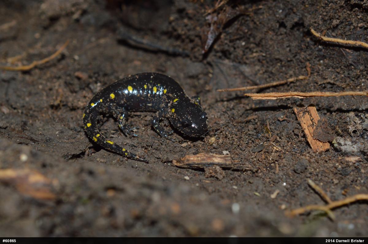 Spotted Salamander