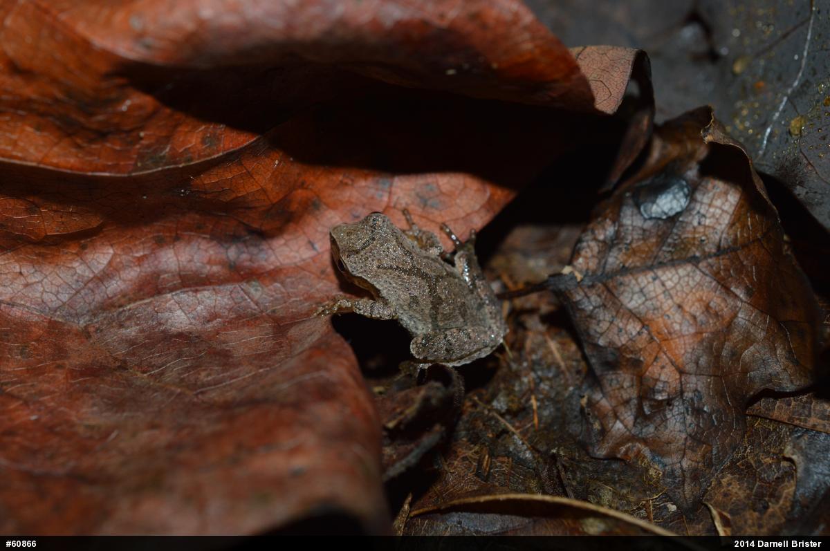 Spring Peeper